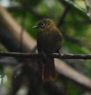 Image of Montane Foliage-gleaner