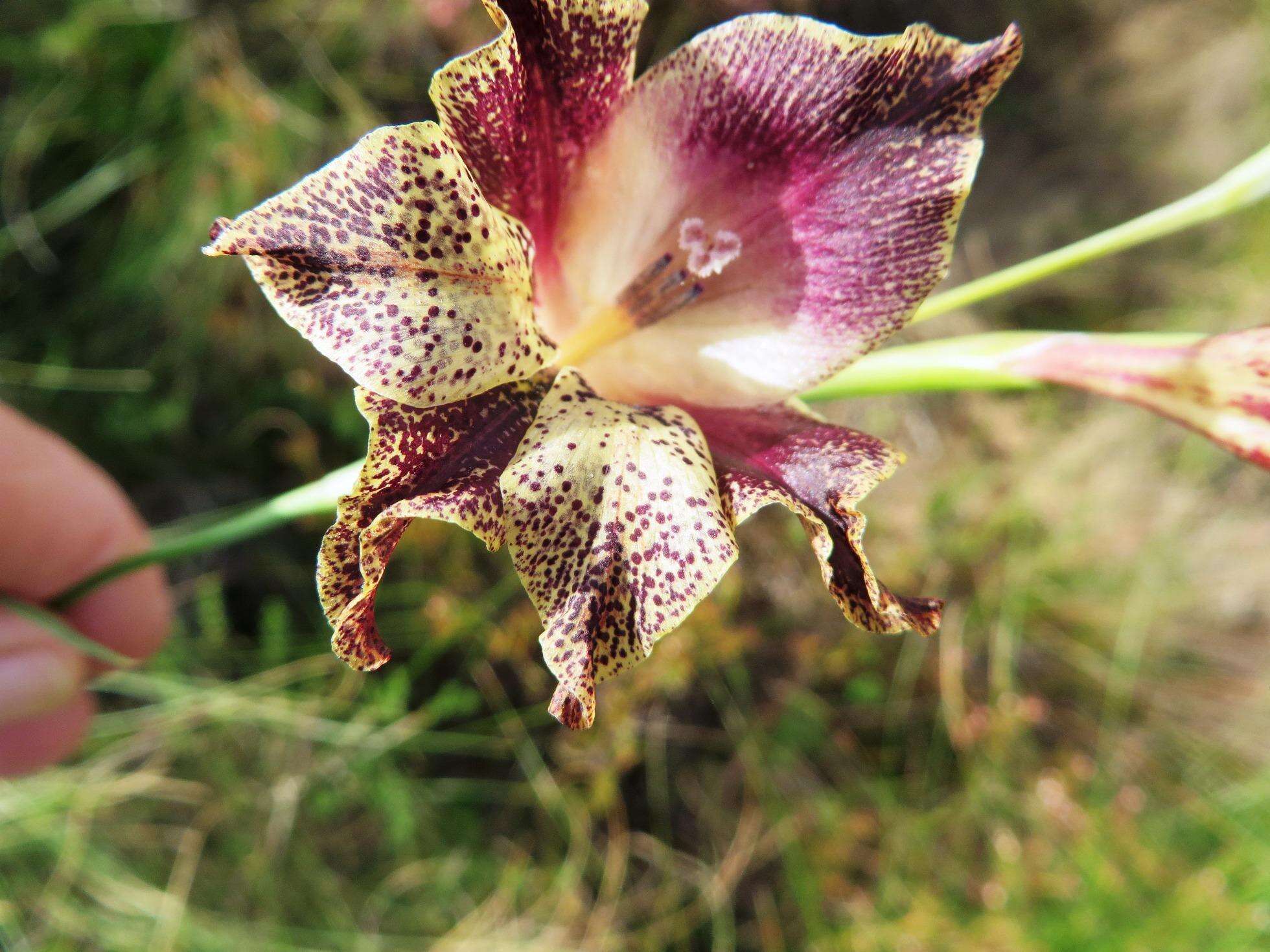 Plancia ëd Gladiolus maculatus Sweet