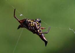 Image of Gasteracantha crucigera Bradley 1877