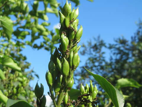 Image of Common Lilac