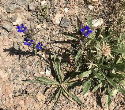 Image of Gentiana tianschanica Rupr.