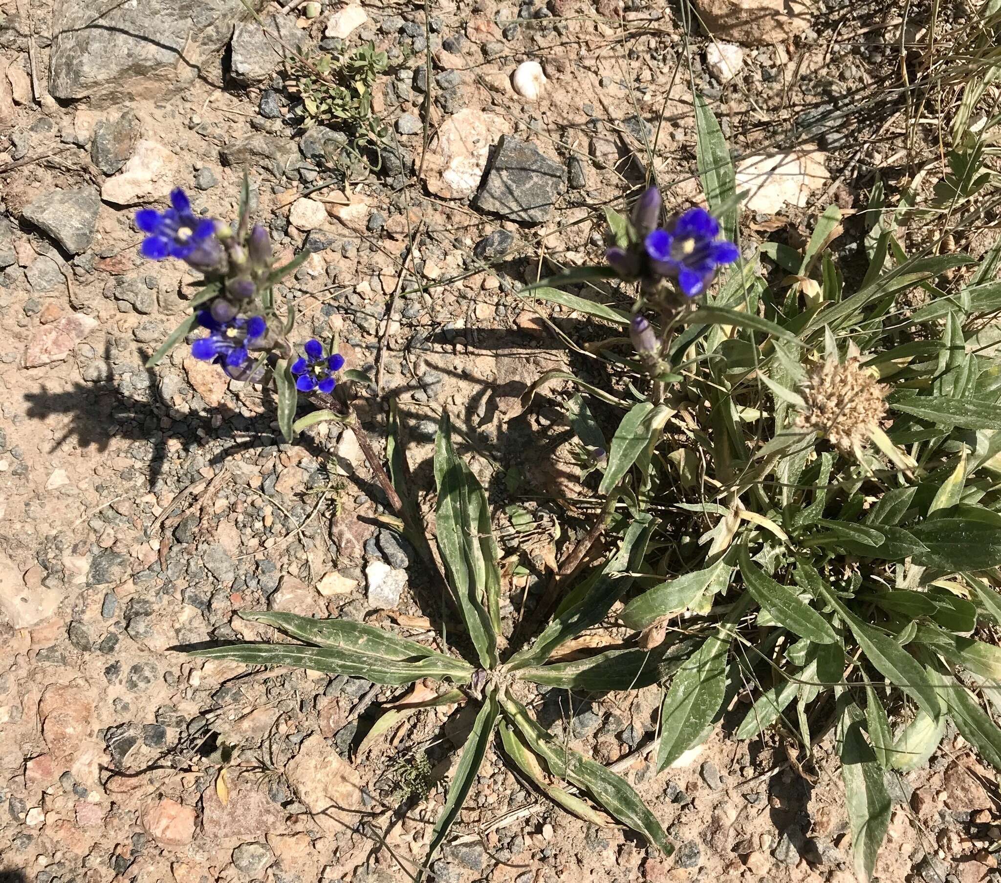 Image de Gentiana tianschanica Rupr.