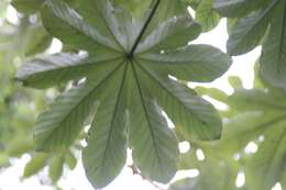 Image of Yagrumo Hembra, Trumpet-Tree