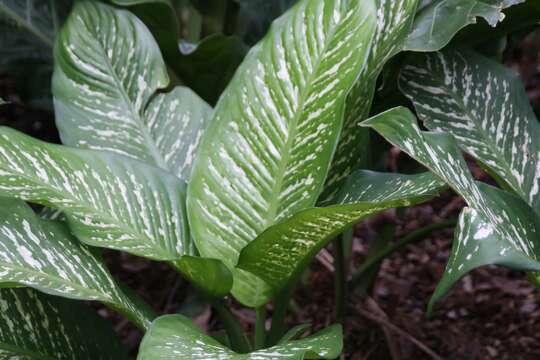 Image of dumbcane