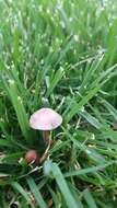 Image of Panaeolus cinctulus (Bolton) Sacc. 1887