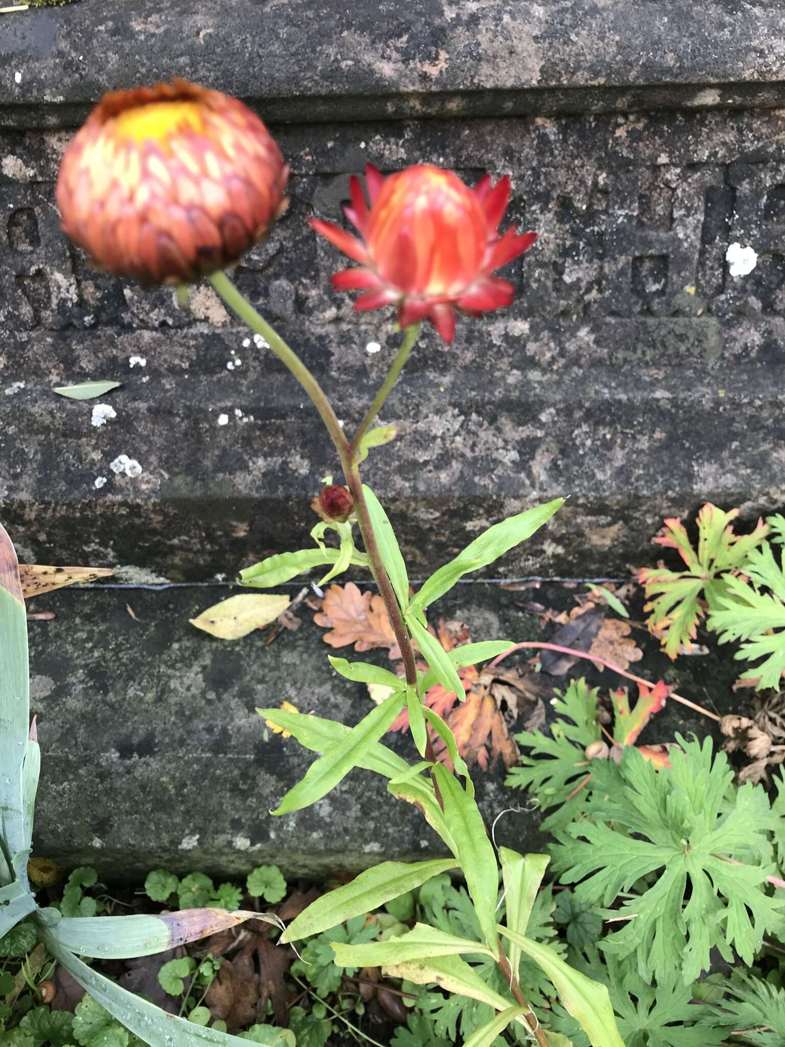 Plancia ëd Xerochrysum bracteatum (Vent.) Tzvelev