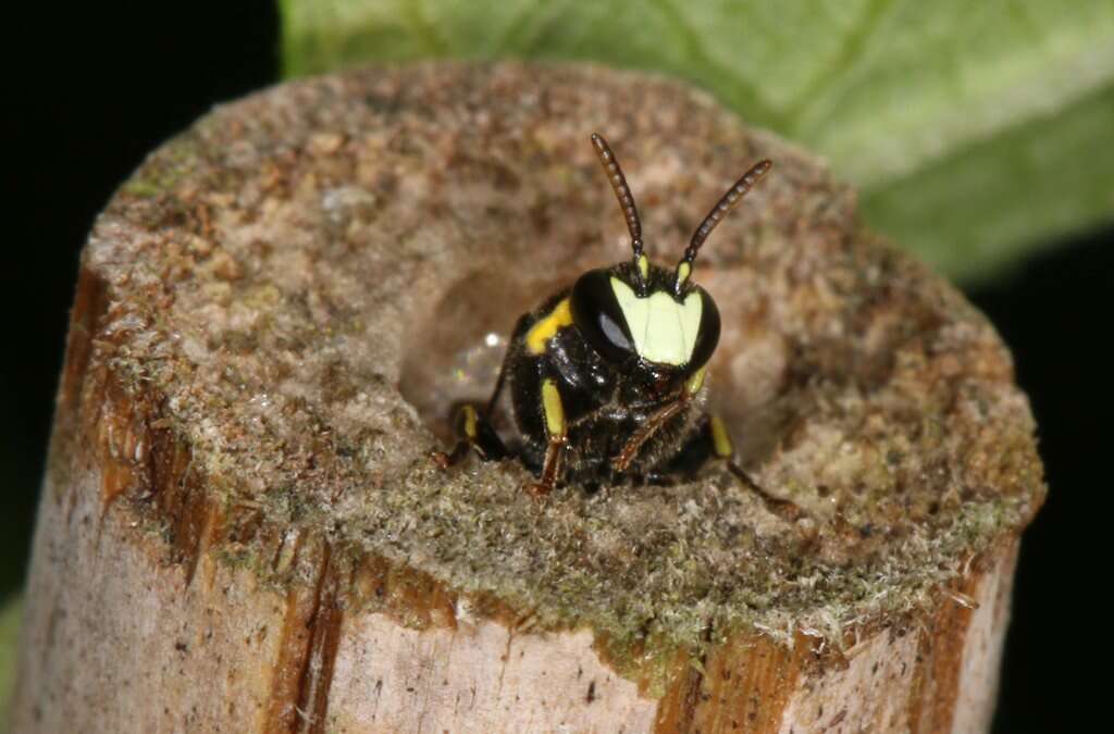 Image of Hylaeus amiculiformis (Cockerell 1909)