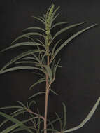 Image of fringed amaranth