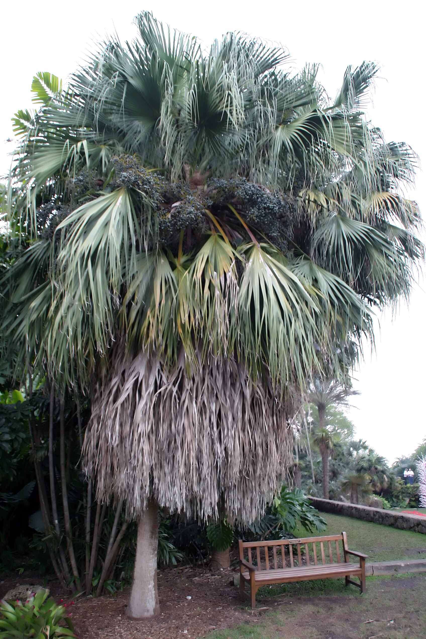 Image of fountain palm