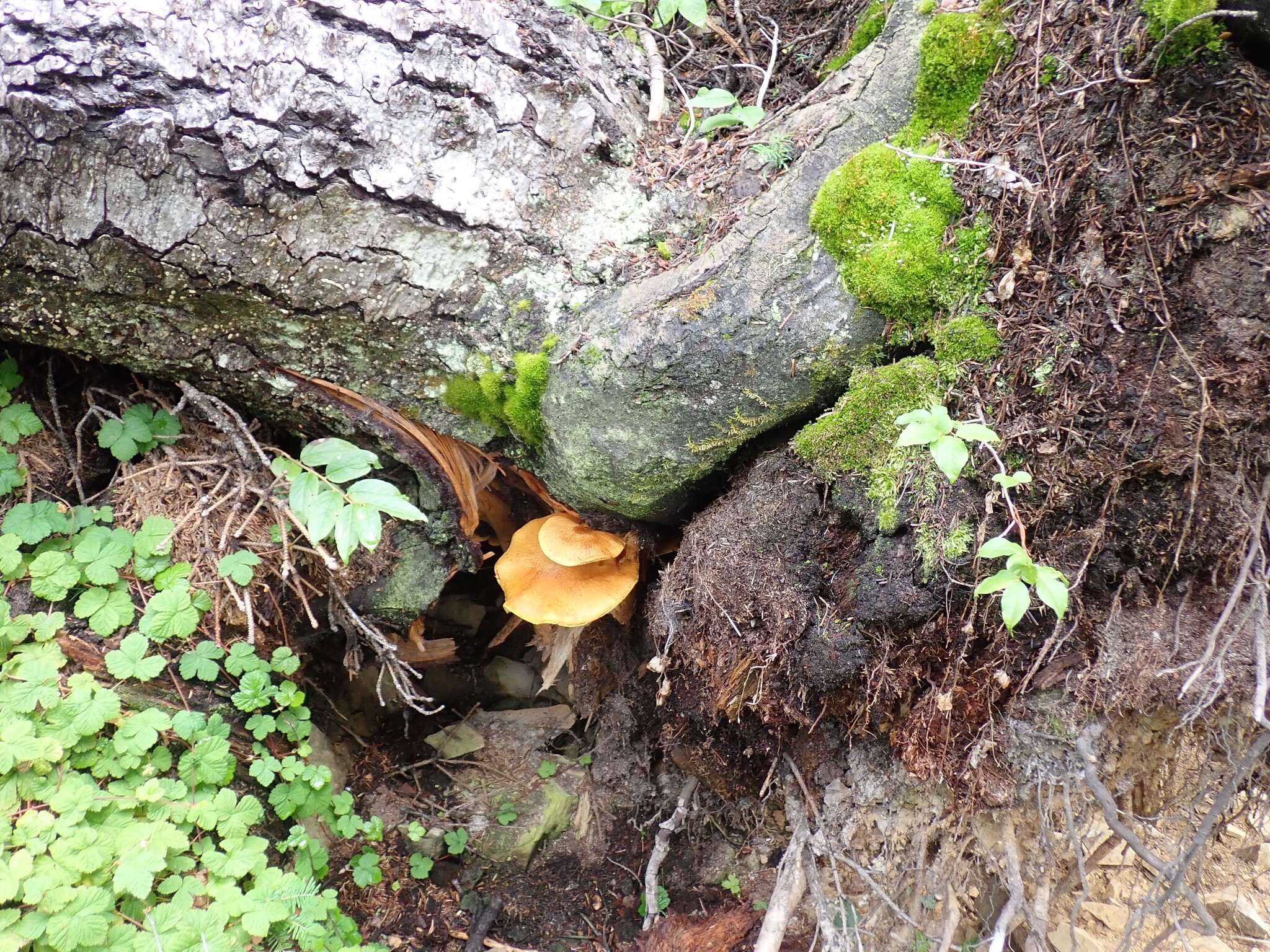 Image of Hemipholiota