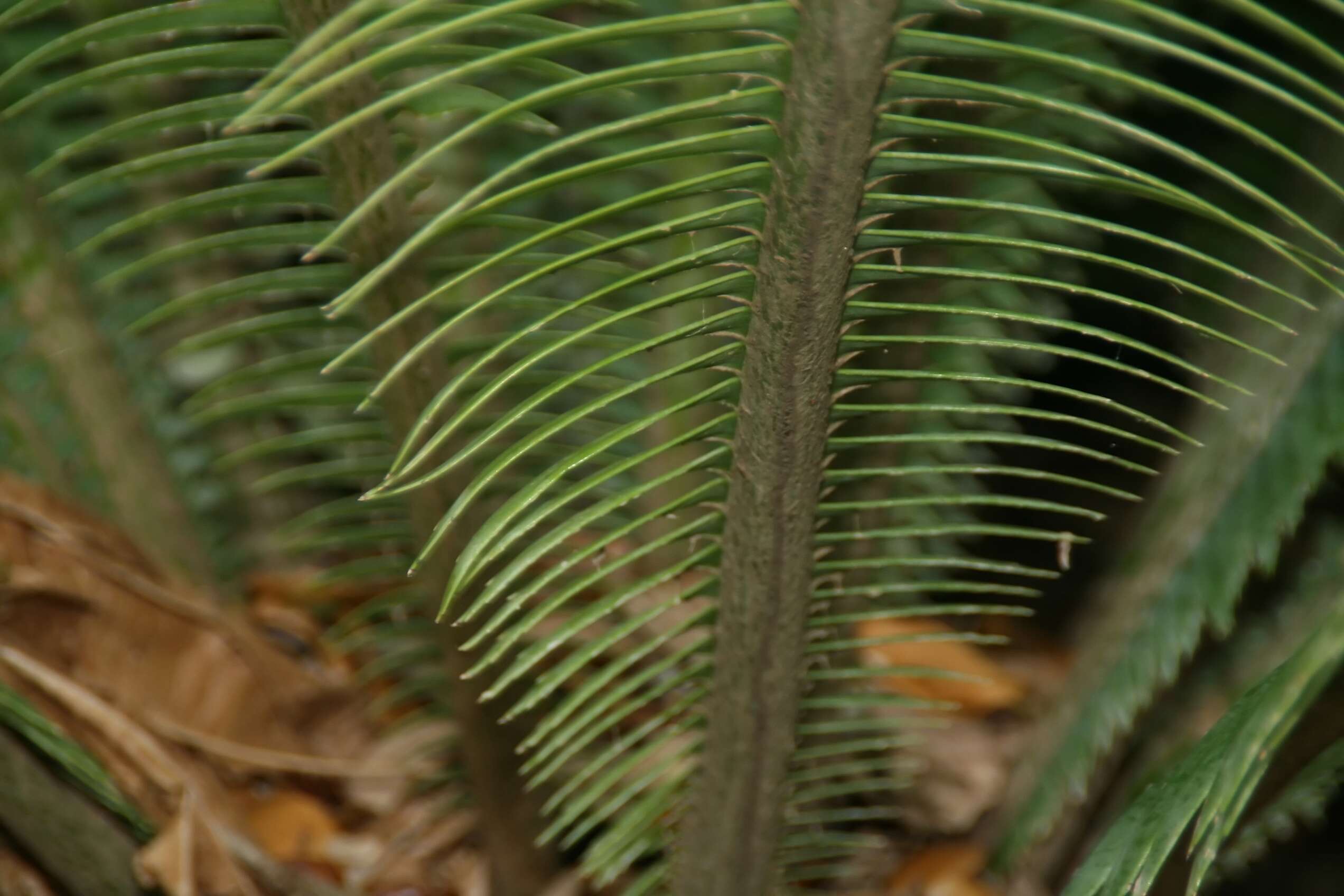 Image of Dioon mejiae Standl. & L. O. Williams