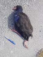 Image of Australasian Swamphen