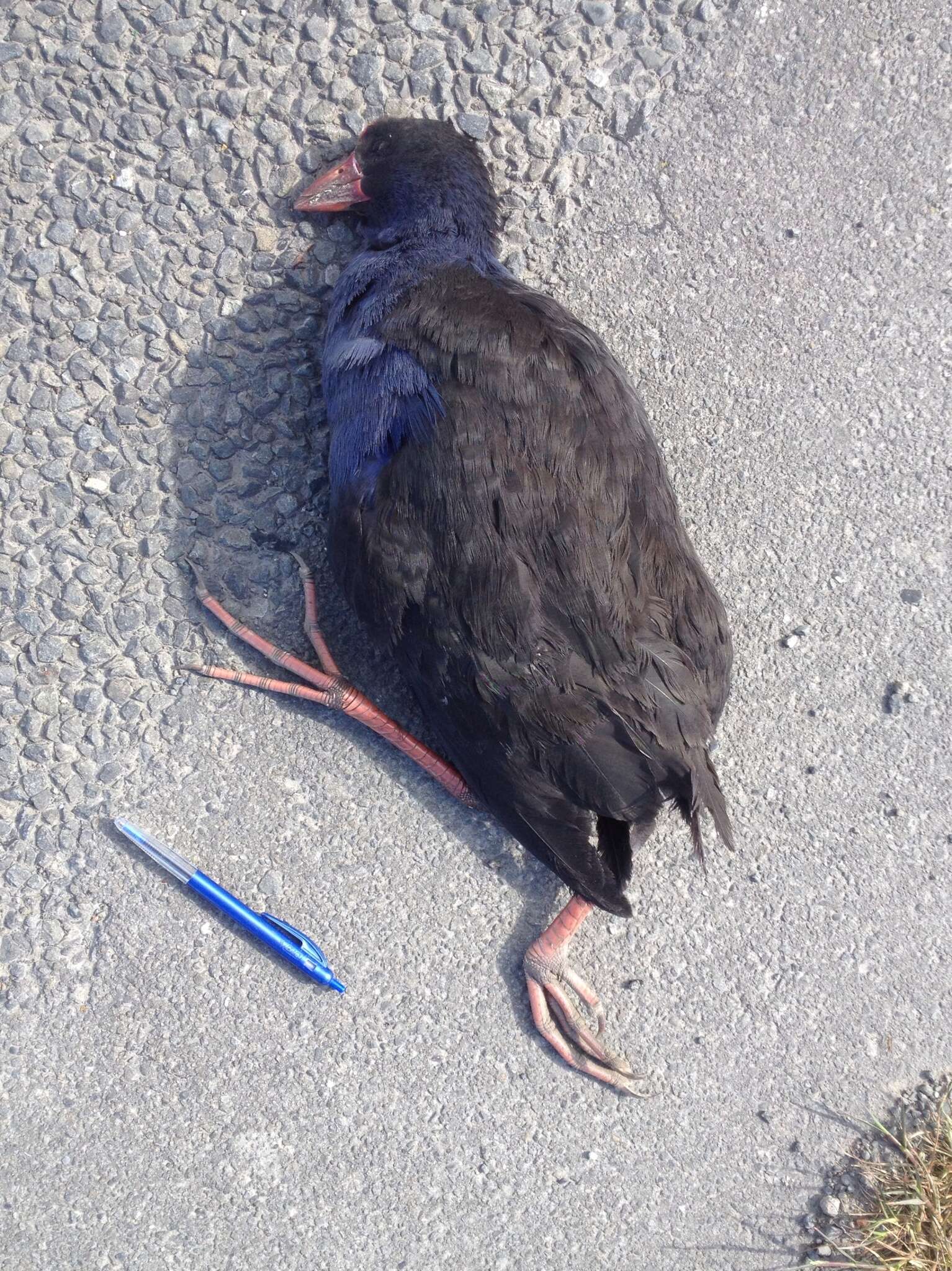 Image of Australasian Swamphen