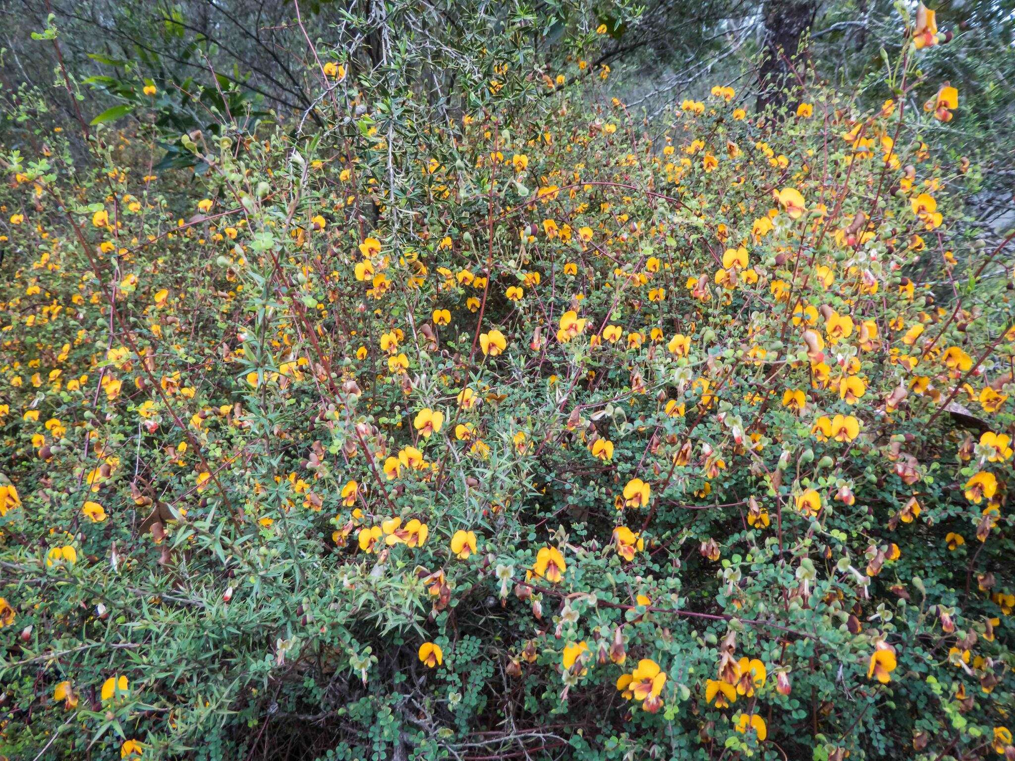 Image of Bossiaea cordigera Hook. fil.