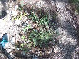 Image de Ptilostemon echinocephalus (Willd.) Greuter