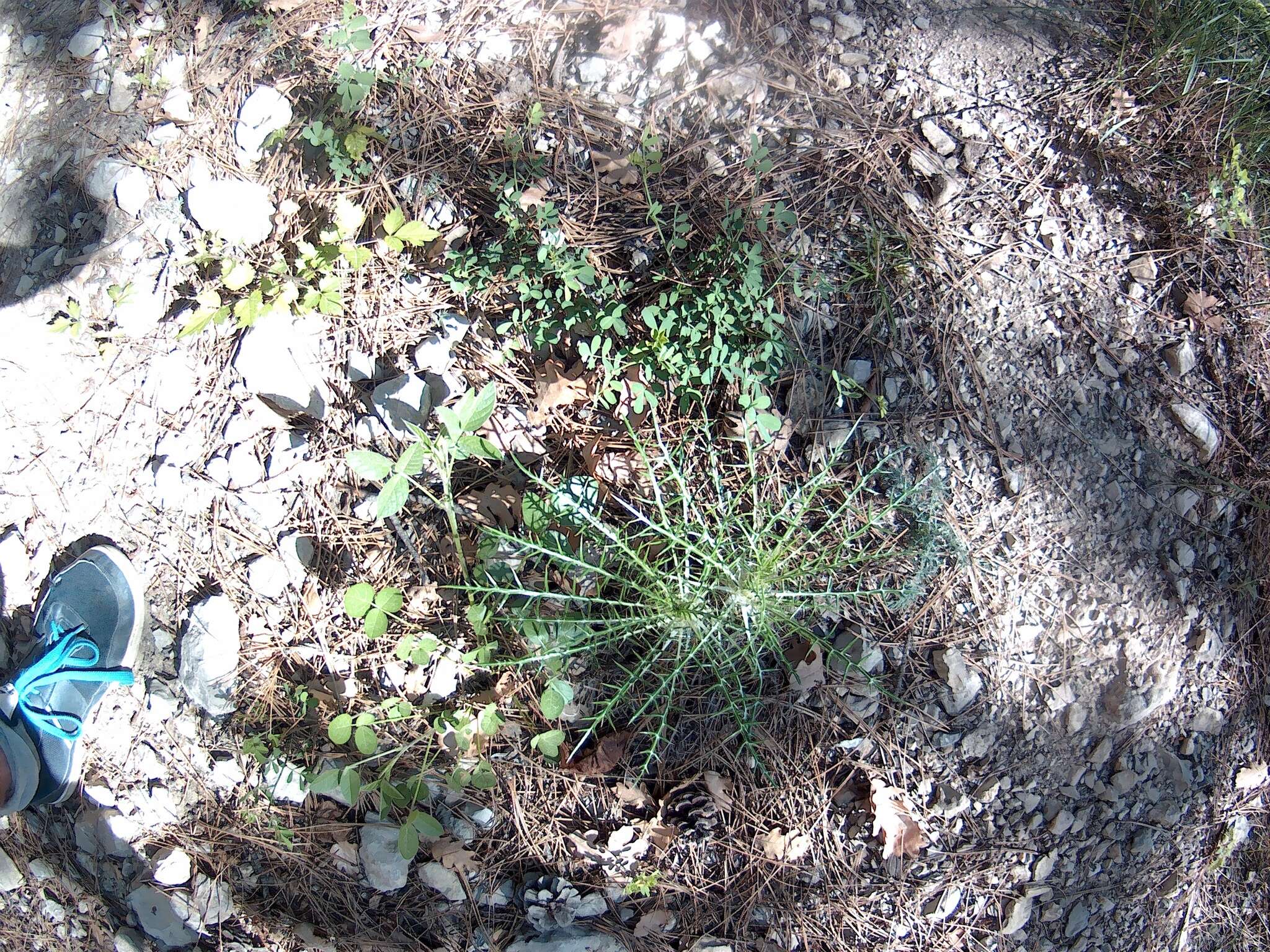 Image de Ptilostemon echinocephalus (Willd.) Greuter