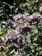 Image of California phacelia