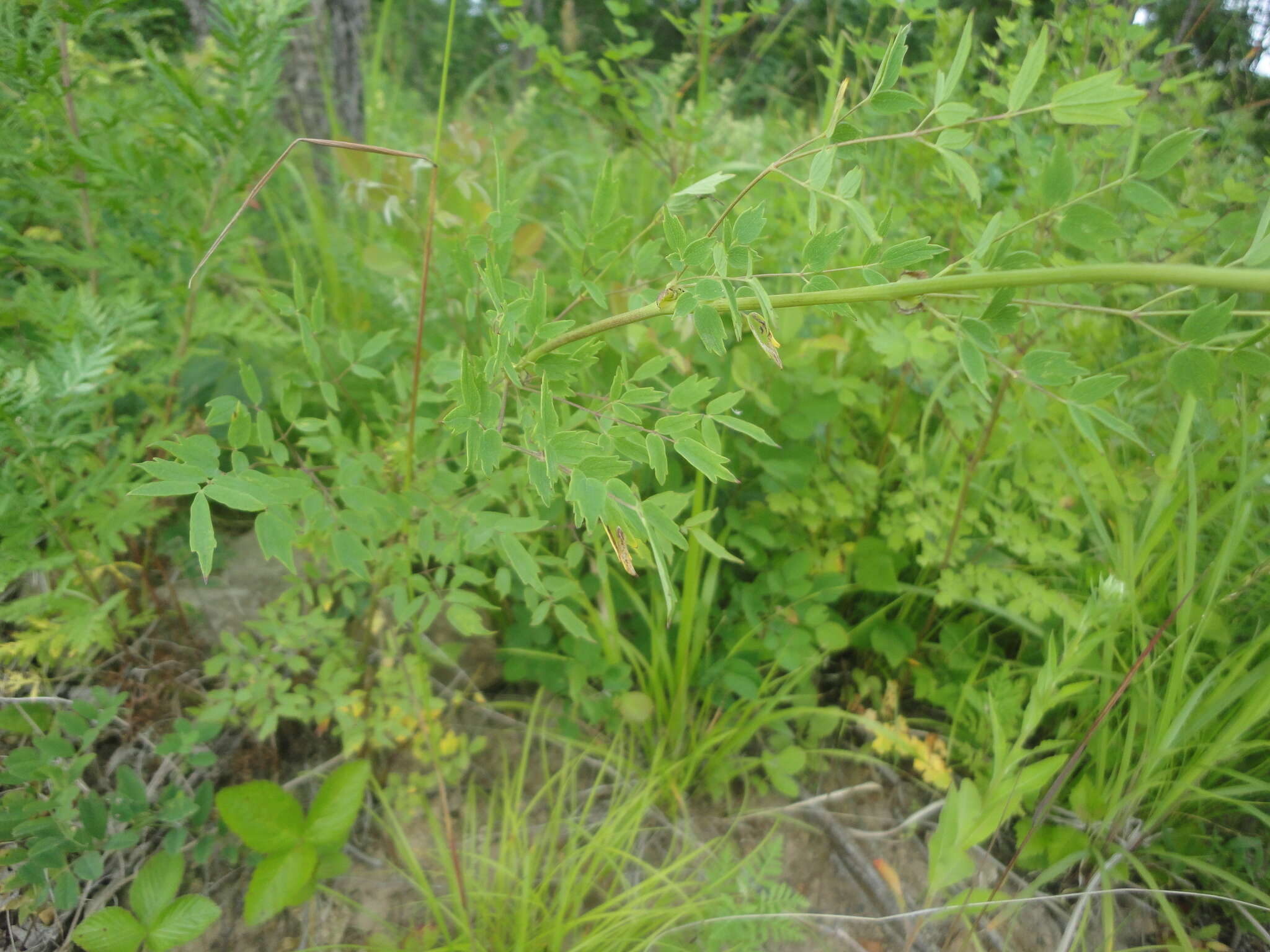 Image of Thalictrum simplex subsp. simplex