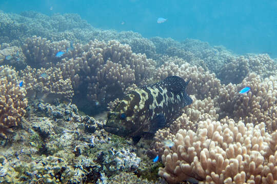 Image of Camouflage Grouper