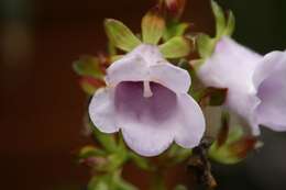 Image of Canterbury bells