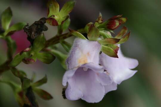 Image of Canterbury bells