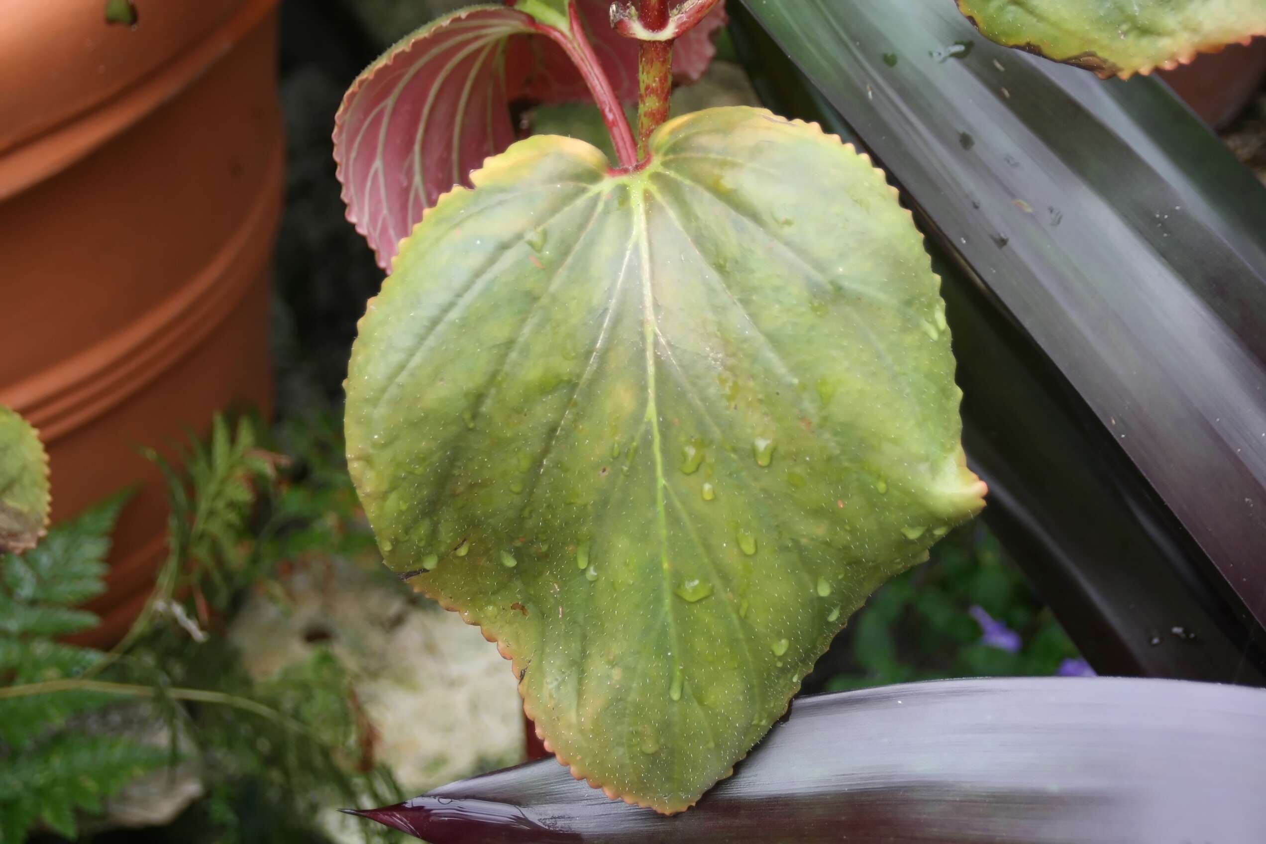 Image of Canterbury bells