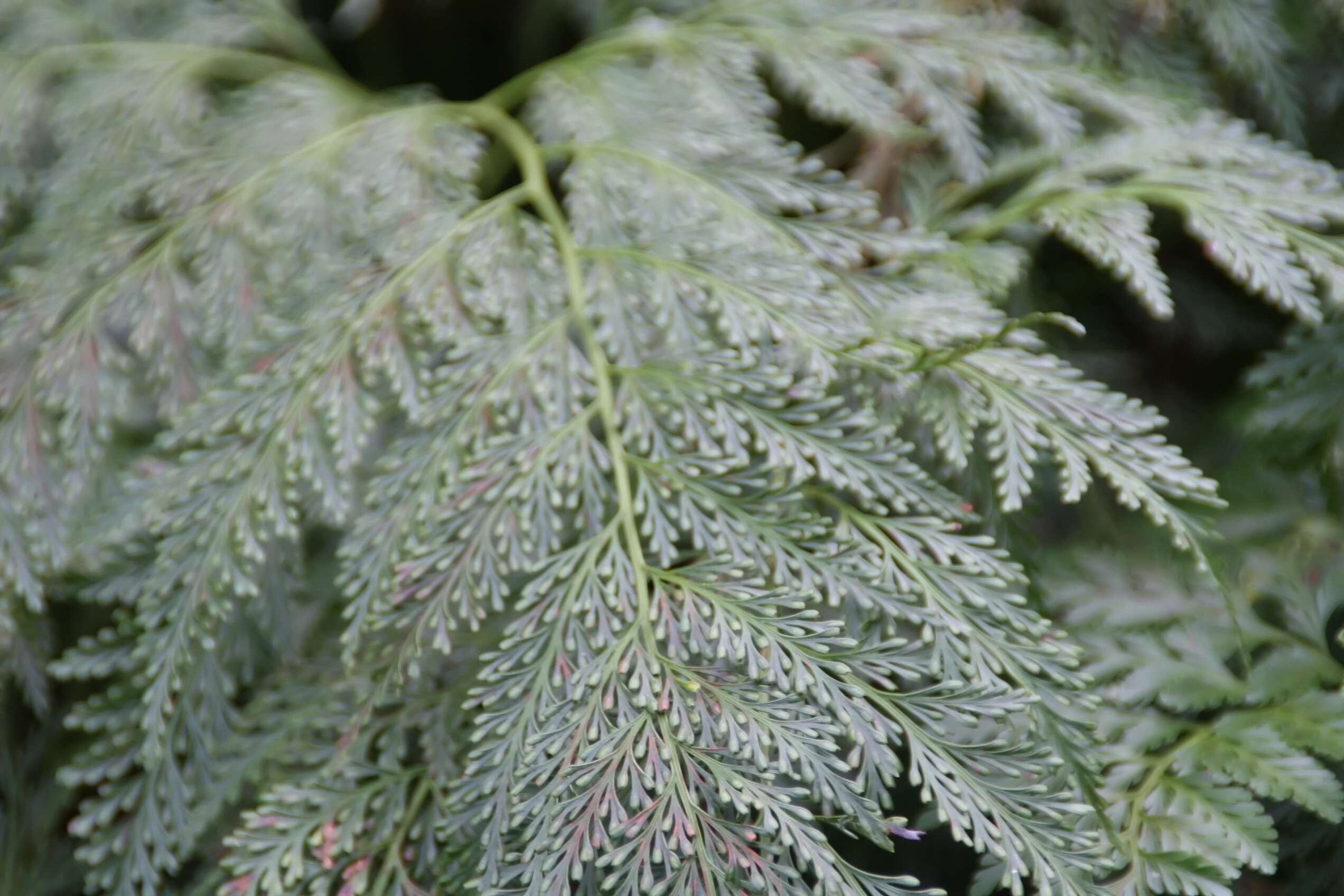 Image of Lacy hare’s-foot fern