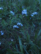 Image of Alpine forget-me-not