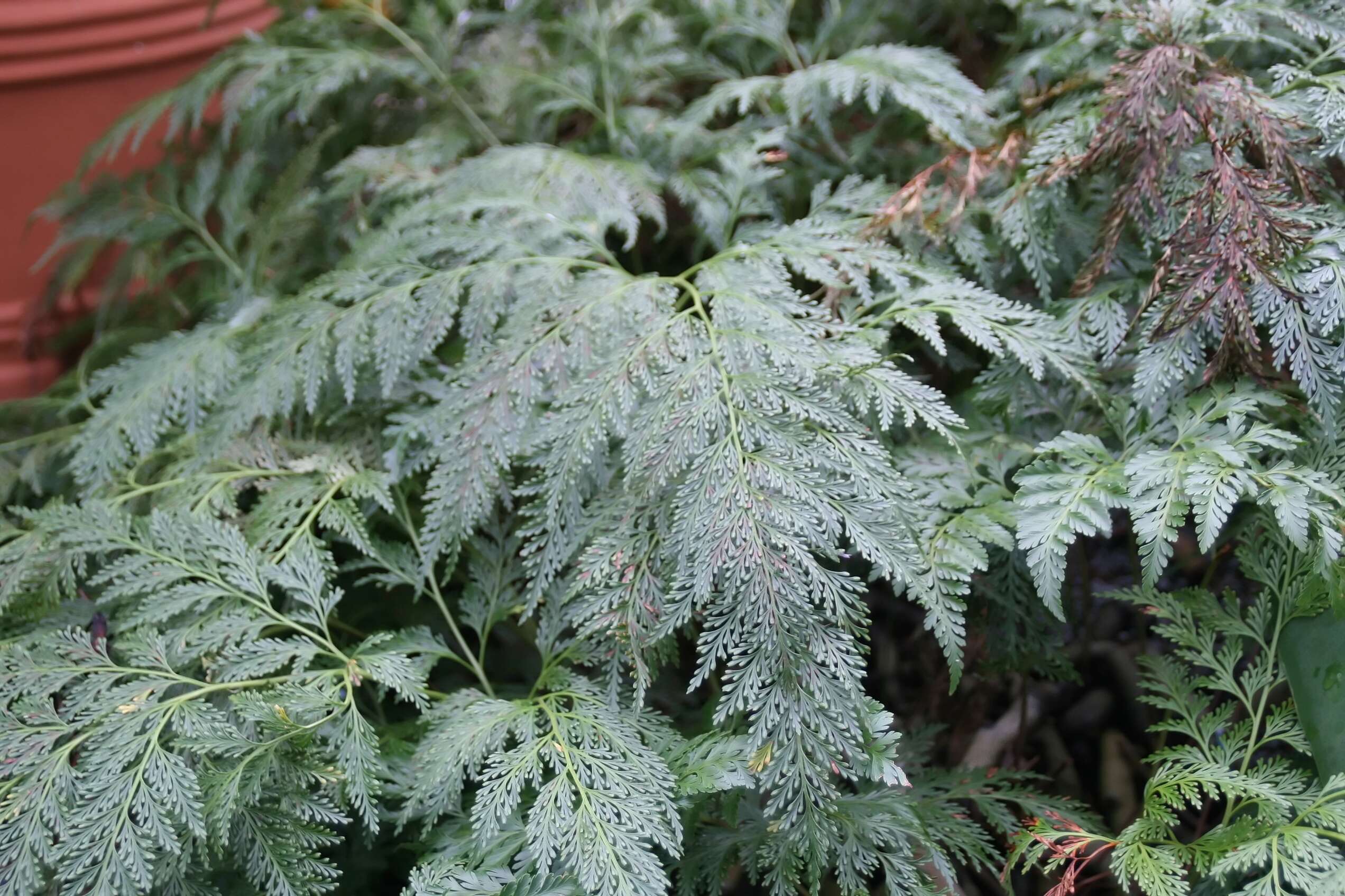 Image of Lacy hare’s-foot fern