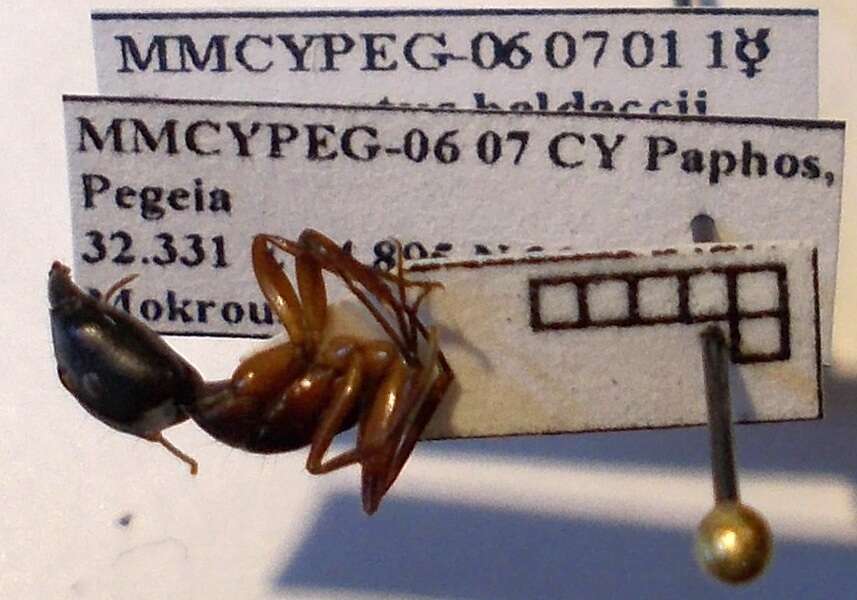 Слика од Camponotus baldaccii Emery 1908