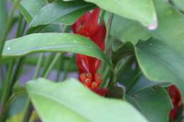 Image of Heliconia angusta Vell.