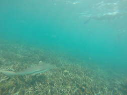 Image de Requin à pointes noires