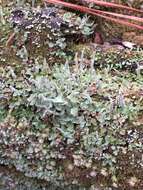 Image of cup lichen