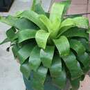 Image of Bromeliad