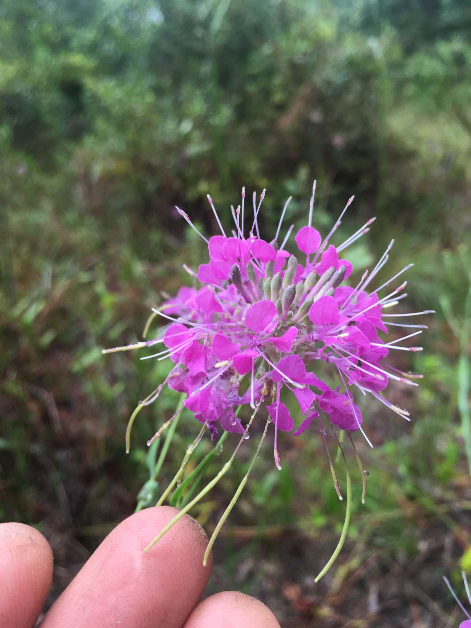 Image of sessileleaf pinelandcress