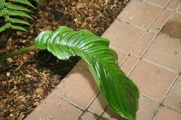 Image of Tacca cristata