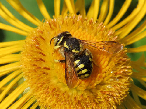 Image de Anthidium florentinum (Fabricius 1775)