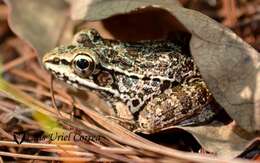 Image of Lithobates omiltemanus (Günther 1900)