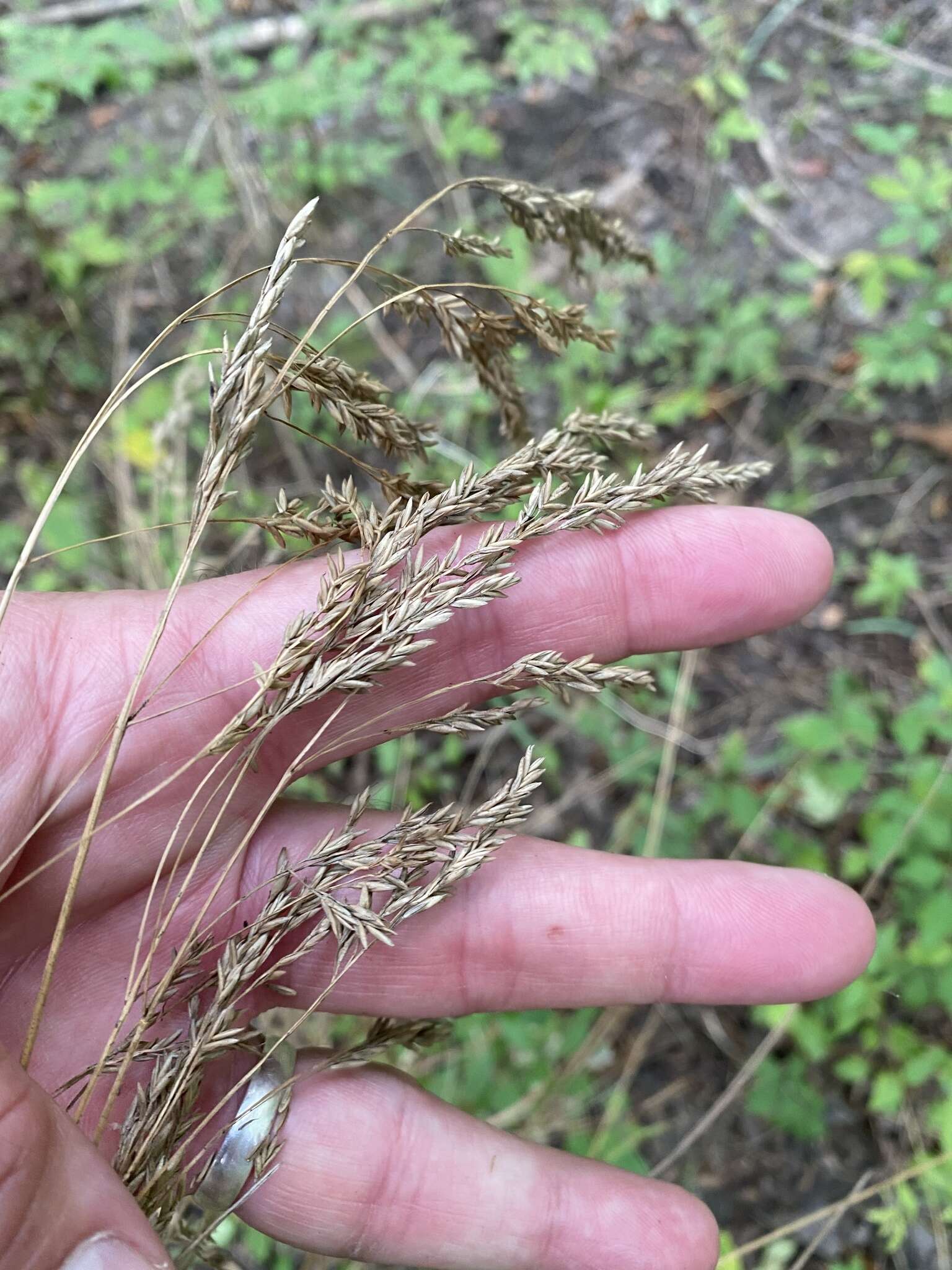 Plancia ëd Festuca paradoxa Desv.