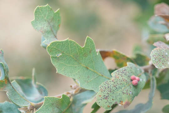 Image of blue oak