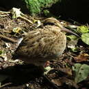 Imagem de Coenocorypha pusilla (Buller 1869)