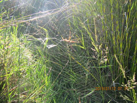 Imagem de Argiope protensa L. Koch 1872