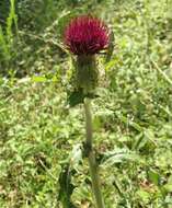 Imagem de <i>Cirsium <i>horridulum</i></i> var. horridulum