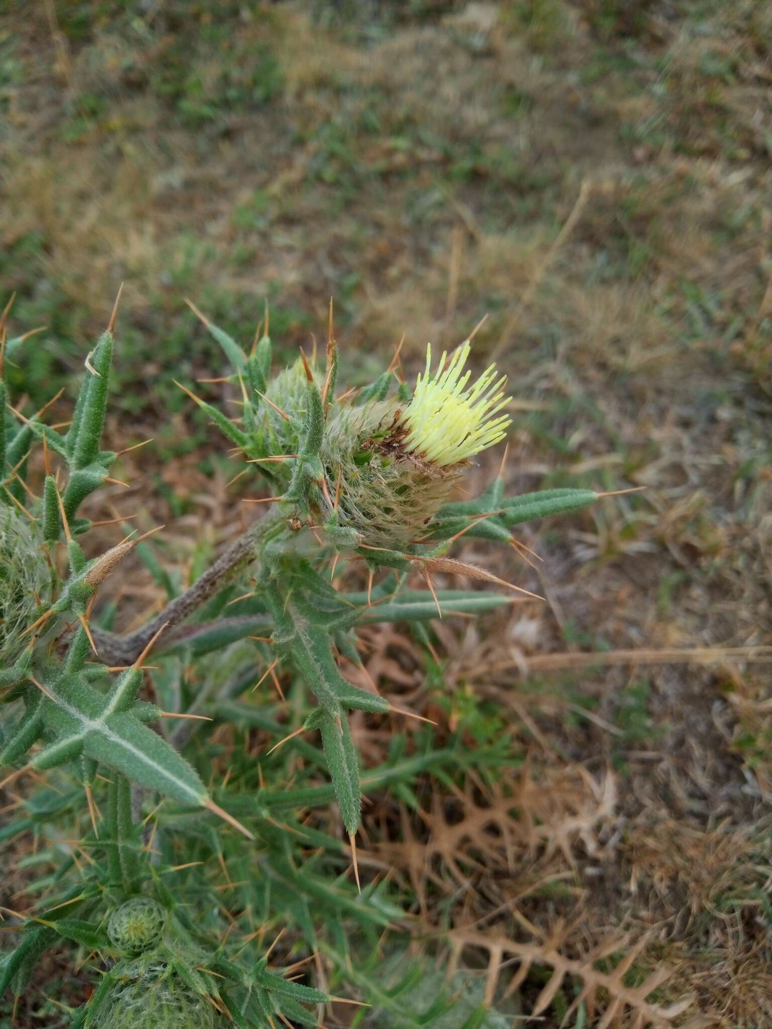 Image of Cirsium kosmelii (Adams) Fisch. ex Hohen.