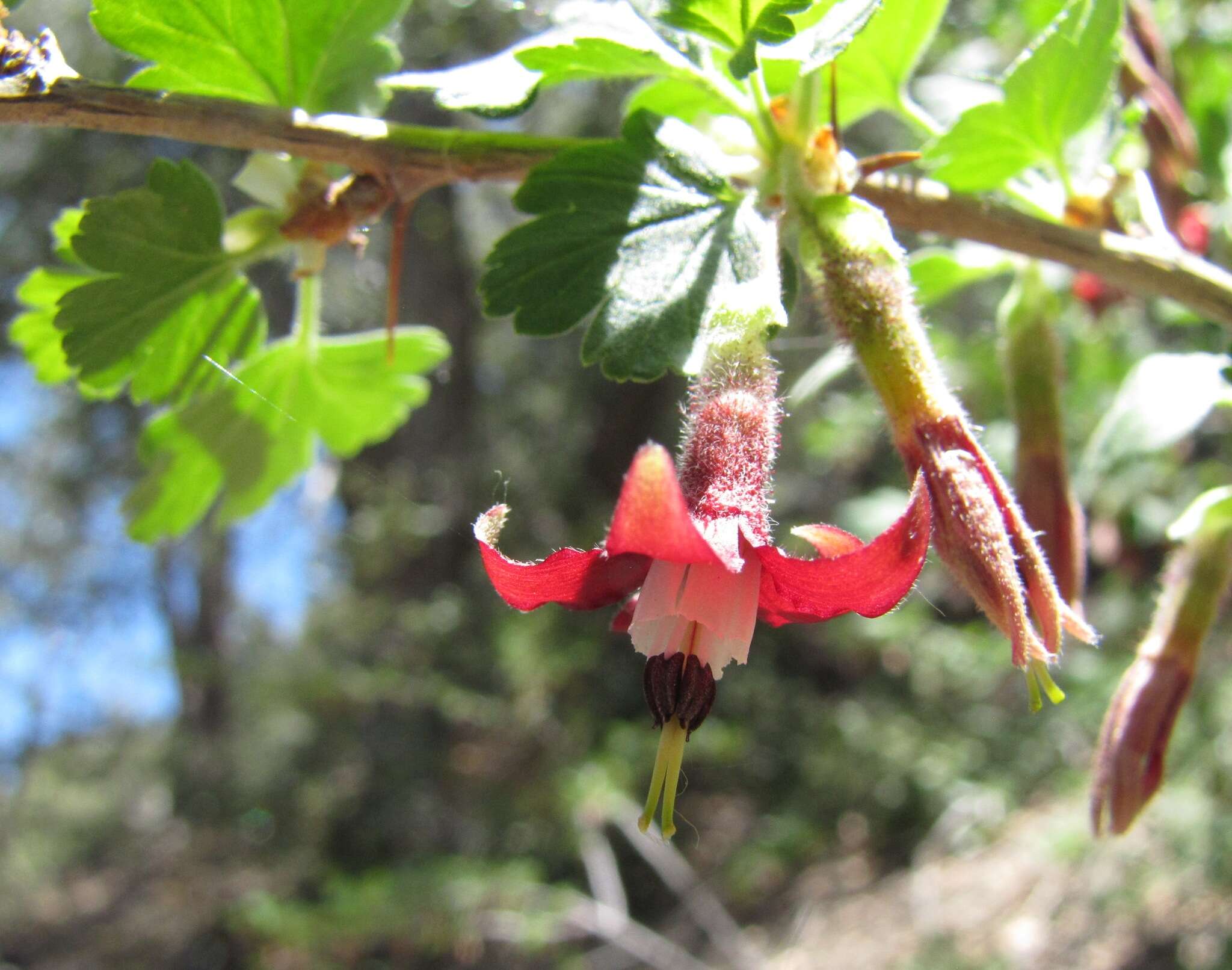 Image of Ribes roezlii var. roezlii