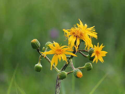 Imagem de Ligularia japonica (Thunb.) Less.