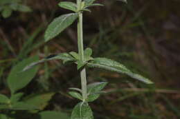 Image of Salvia rzedowskii Ramamoorthy