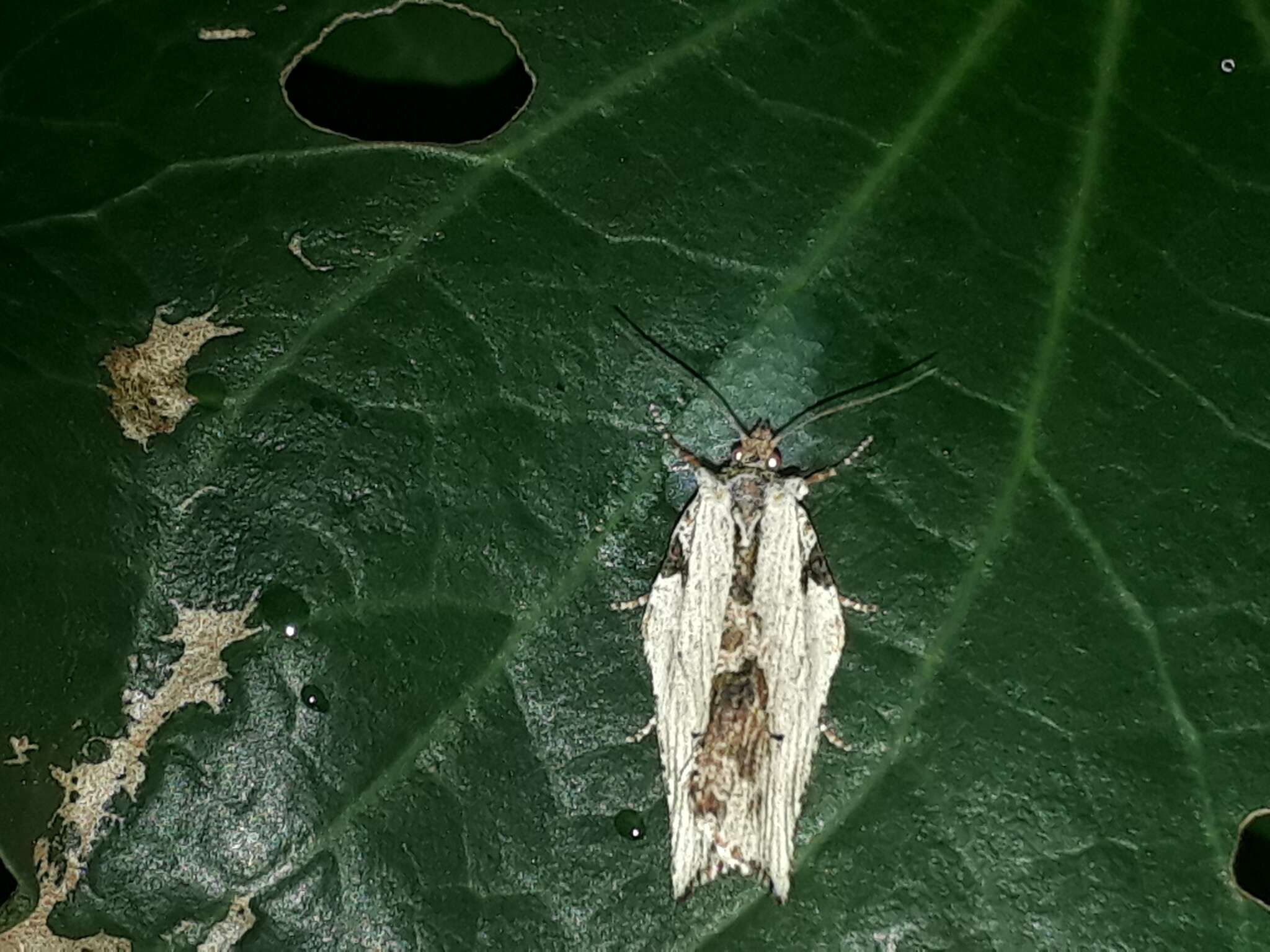 Image of brindled bell moth