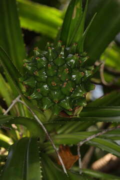 Image of Pandanus pervilleanus (Gaudich.) Kurz