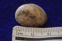 Image of polished nerite